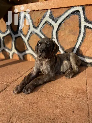 3-6 Month Male Purebred Boerboel