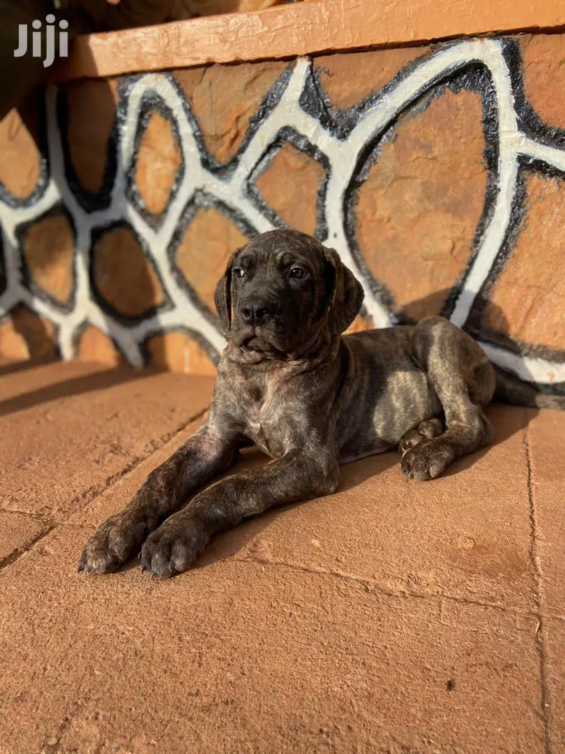 3-6 Month Male Purebred Boerboel