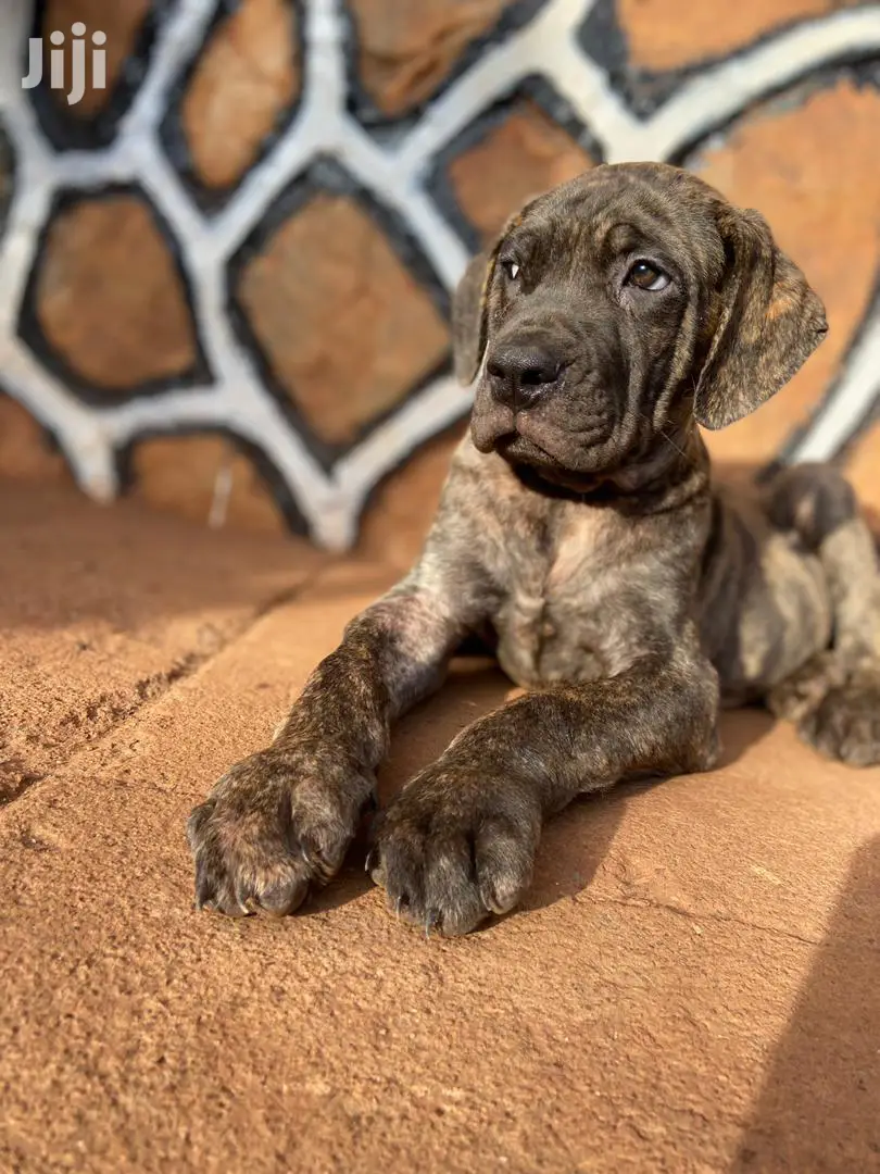 3-6 Month Male Purebred Boerboel