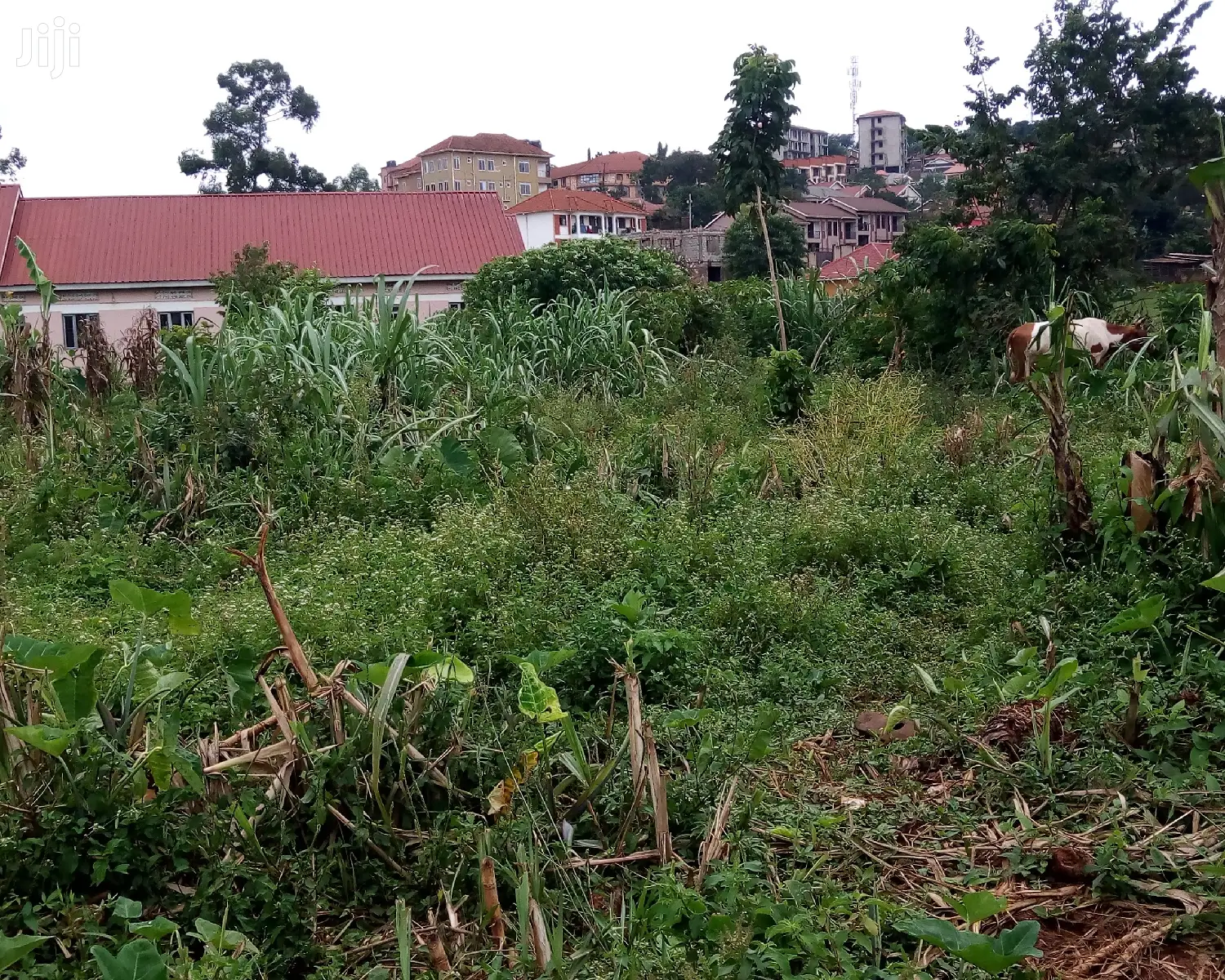 Kisasi Plot Is for Sale