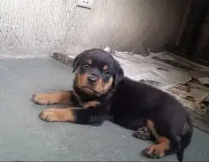 3-6 Month Female Purebred Rottweiler