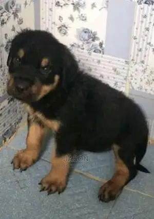 3-6 Month Female Purebred Rottweiler