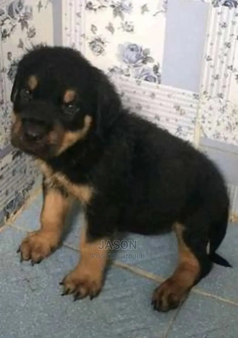 3-6 Month Female Purebred Rottweiler