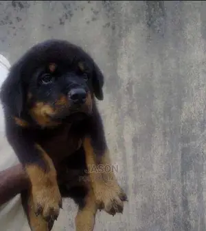 3-6 Month Female Purebred Rottweiler