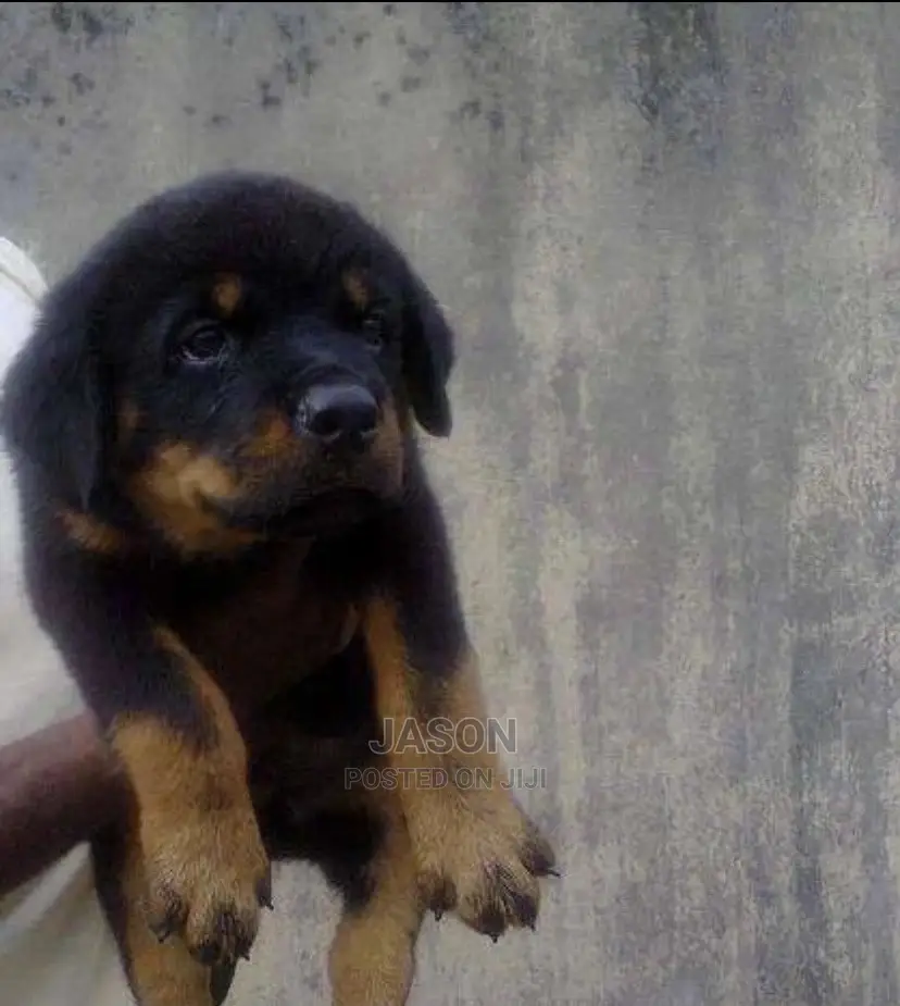3-6 Month Female Purebred Rottweiler