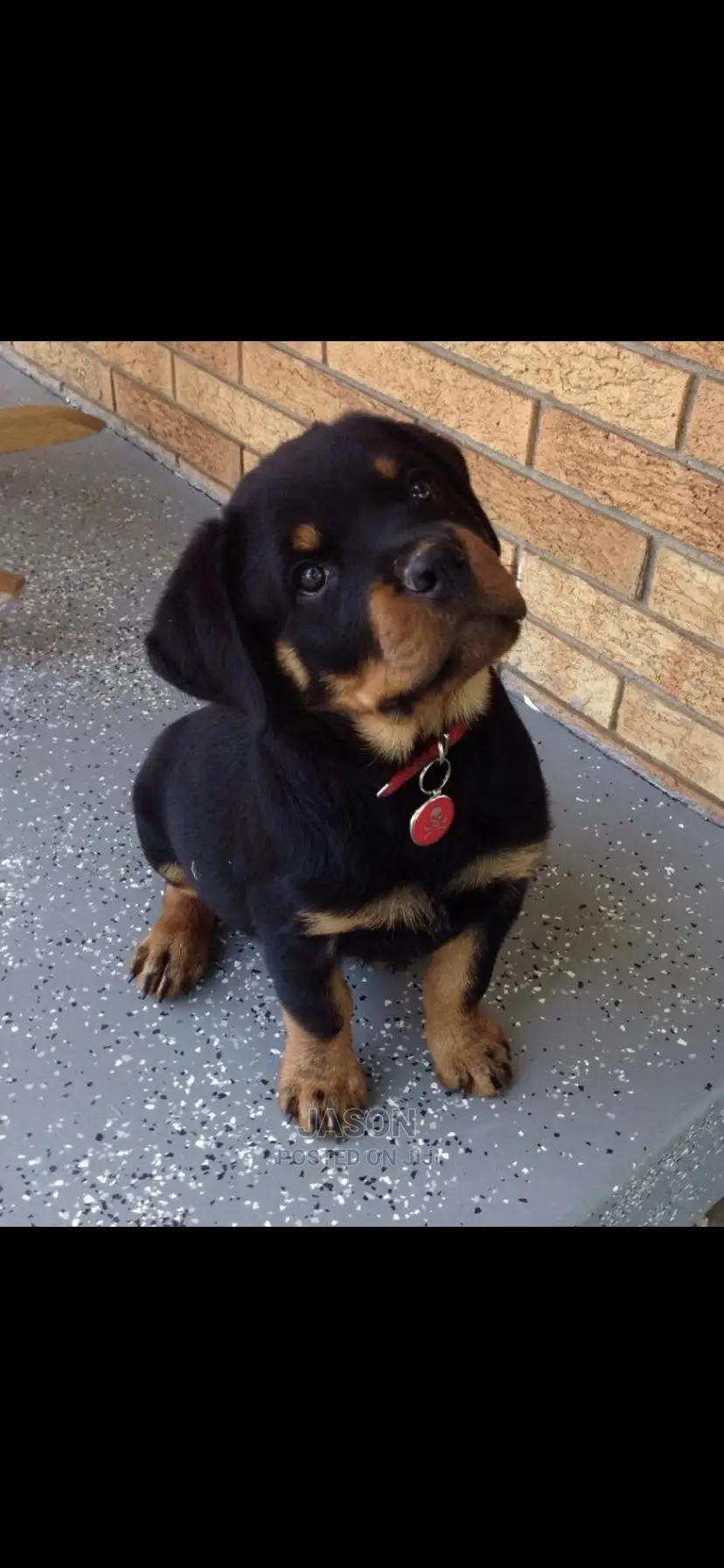 3-6 Month Female Purebred Rottweiler