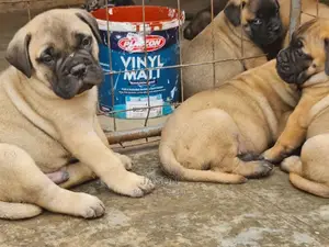 1-3 month Male Purebred Bullmastiff