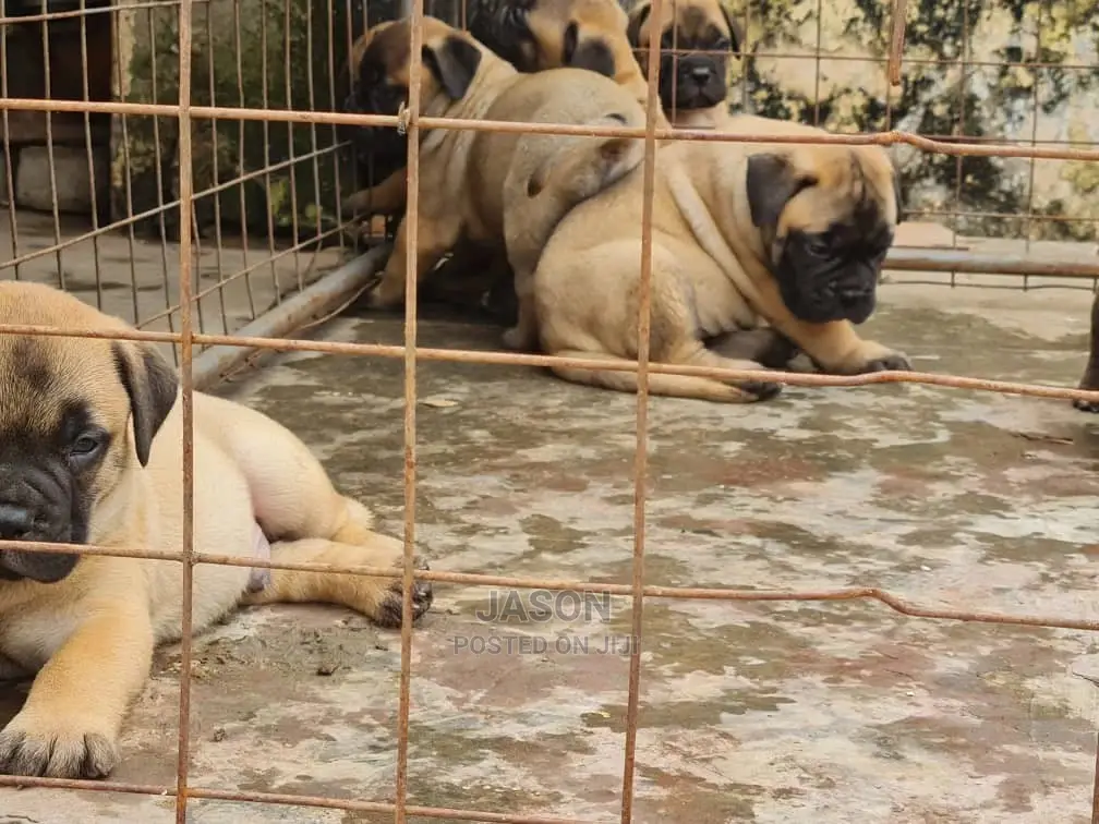 1-3 month Male Purebred Bullmastiff