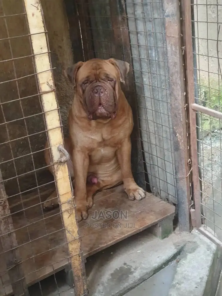 1-3 month Male Purebred Bullmastiff