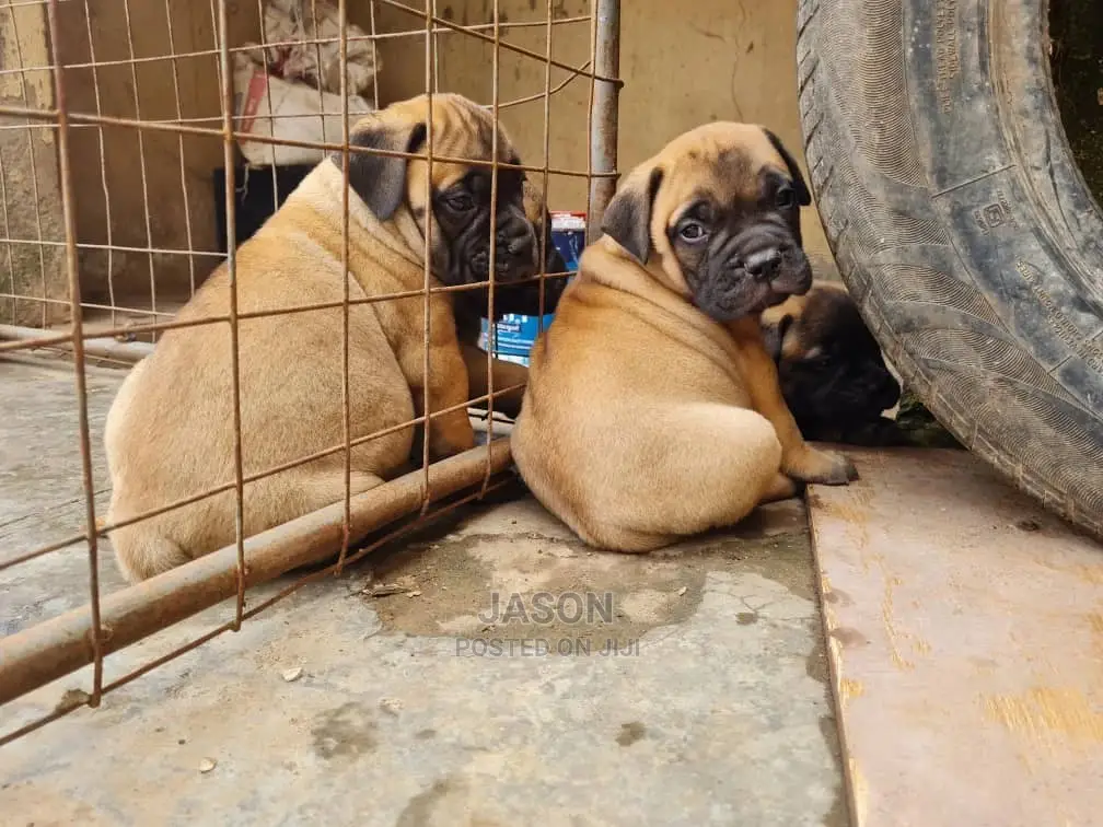 1-3 month Male Purebred Bullmastiff