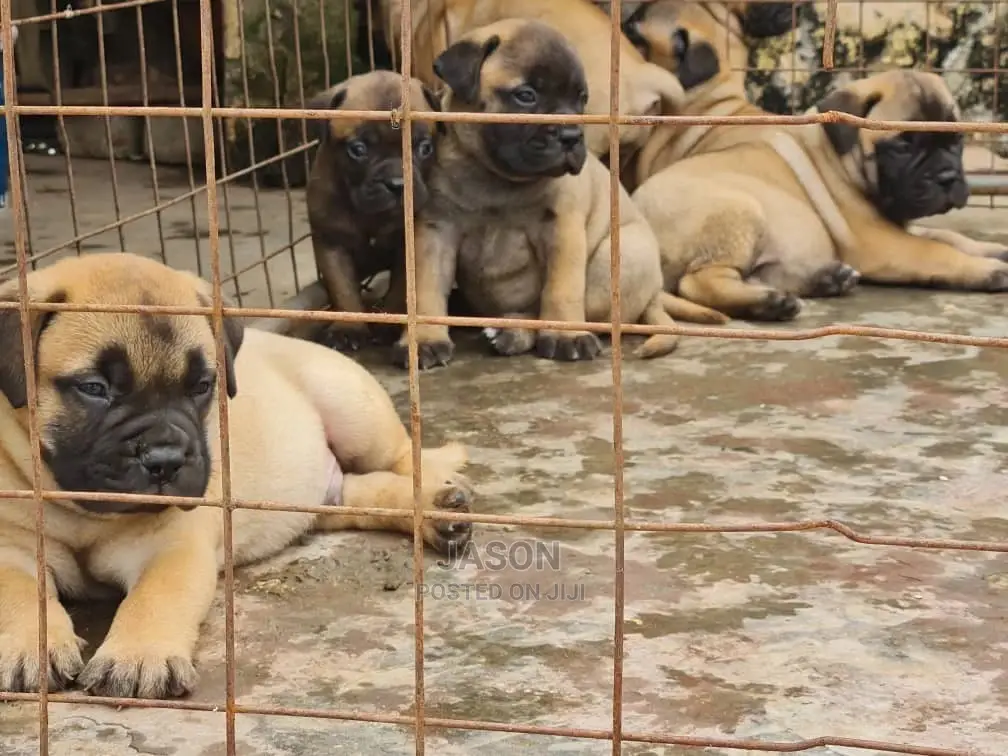 1-3 month Male Purebred Bullmastiff