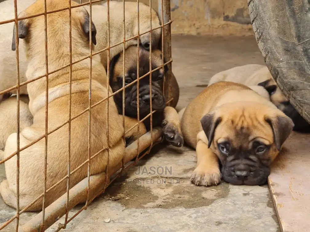 1-3 month Male Purebred Bullmastiff