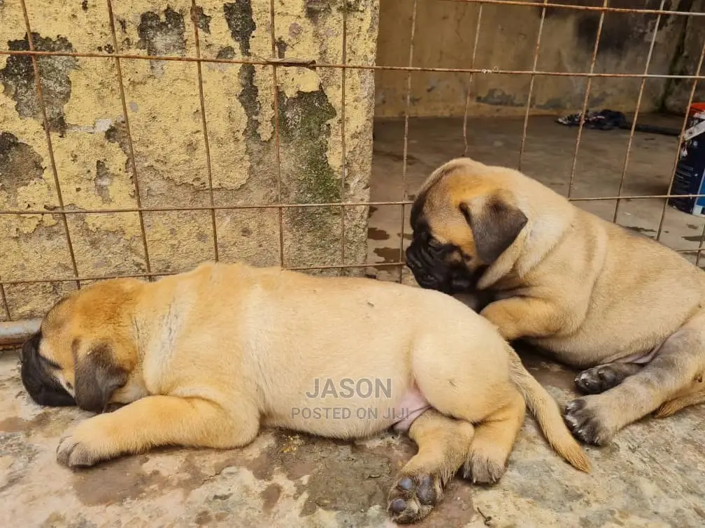 1-3 month Male Purebred Bullmastiff