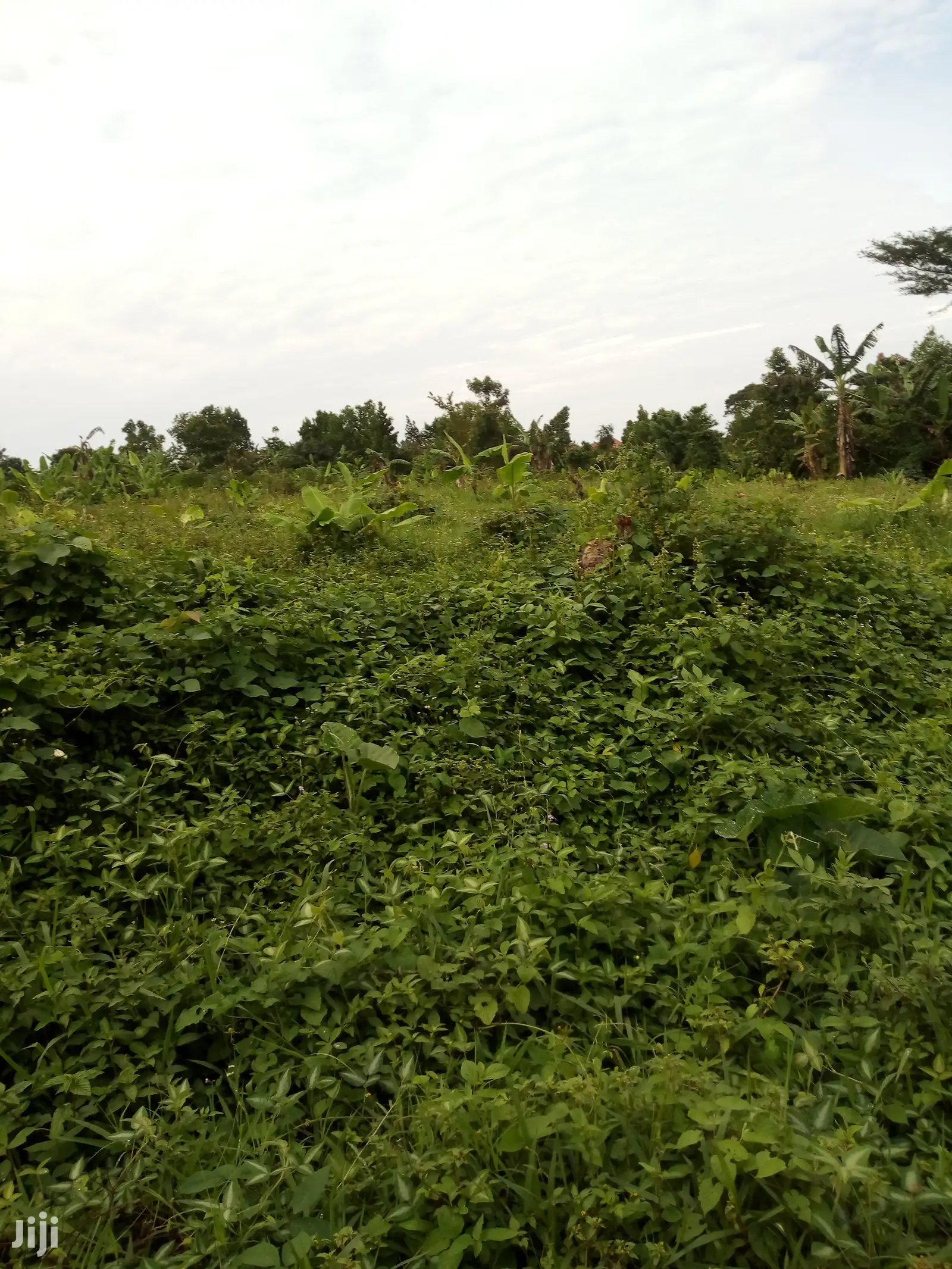 Land for 3acres at Luwero Kikyusa