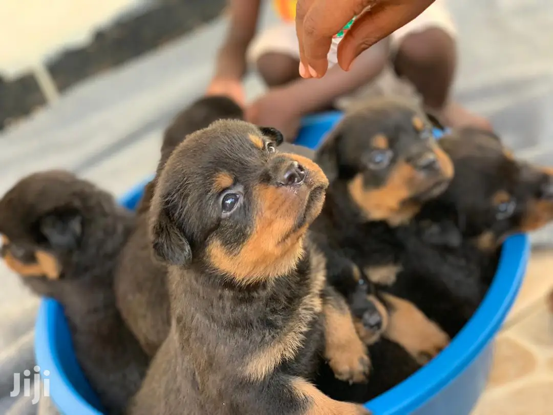 0-1 Month Male Purebred Rottweiler