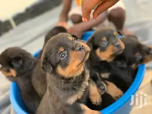 0-1 Month Male Purebred Rottweiler
