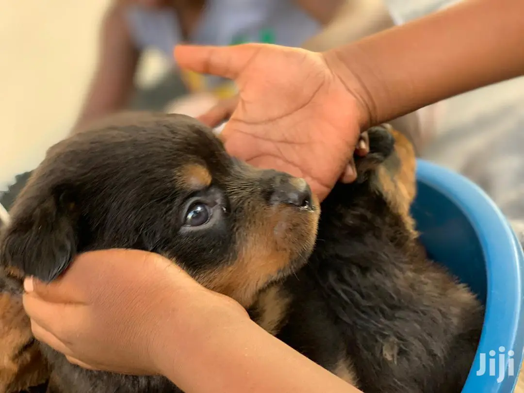 0-1 Month Male Purebred Rottweiler