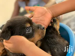 0-1 Month Male Purebred Rottweiler