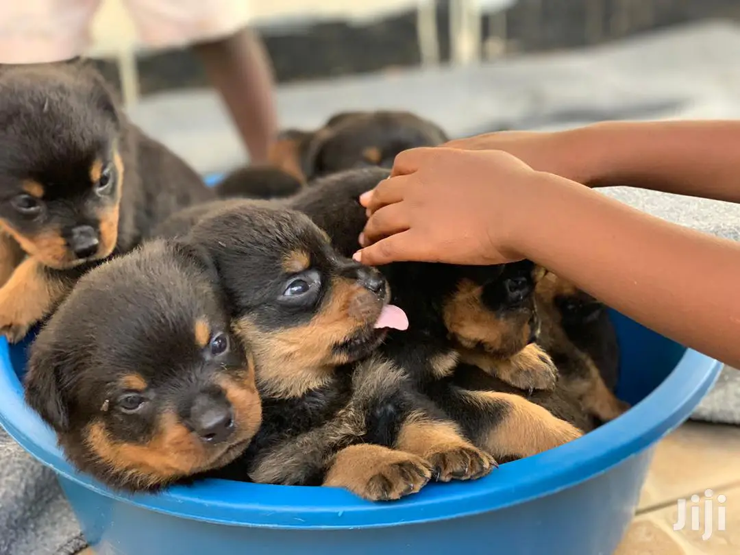 0-1 Month Male Purebred Rottweiler