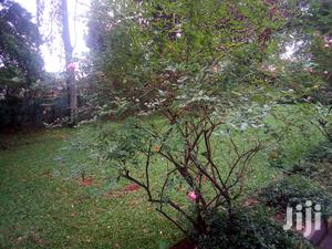 Three Bedroom House In Kololo For Rent