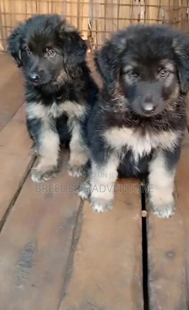 1-3 Month Male Purebred German Shepherd