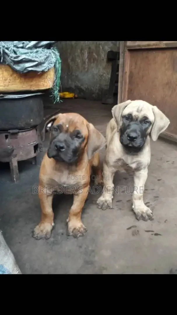 1-3 Month Female Purebred Boerboel