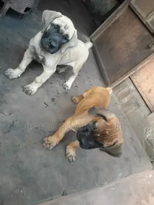 1-3 Month Female Purebred Boerboel