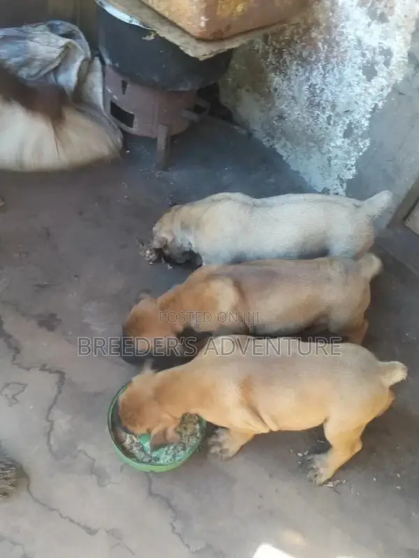 1-3 Month Female Purebred Boerboel