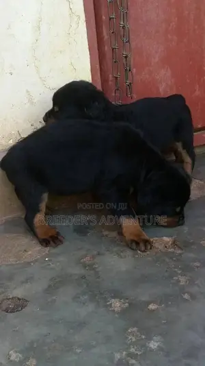 1-3 Month Female Purebred Rottweiler
