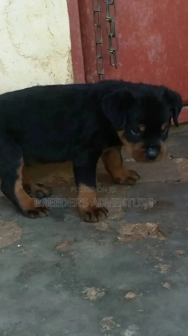 1-3 Month Female Purebred Rottweiler