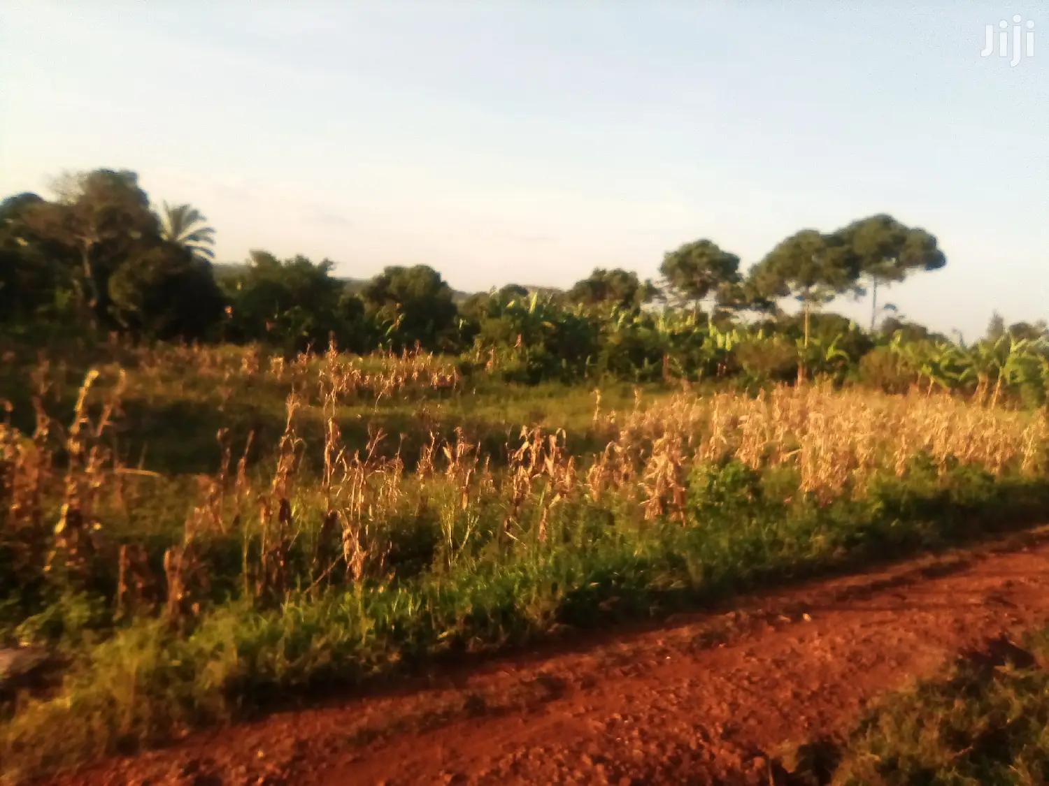 Land for N Namulesa in Jinja Land & Plots for Sale, Ritah Ritah Jiji.ug