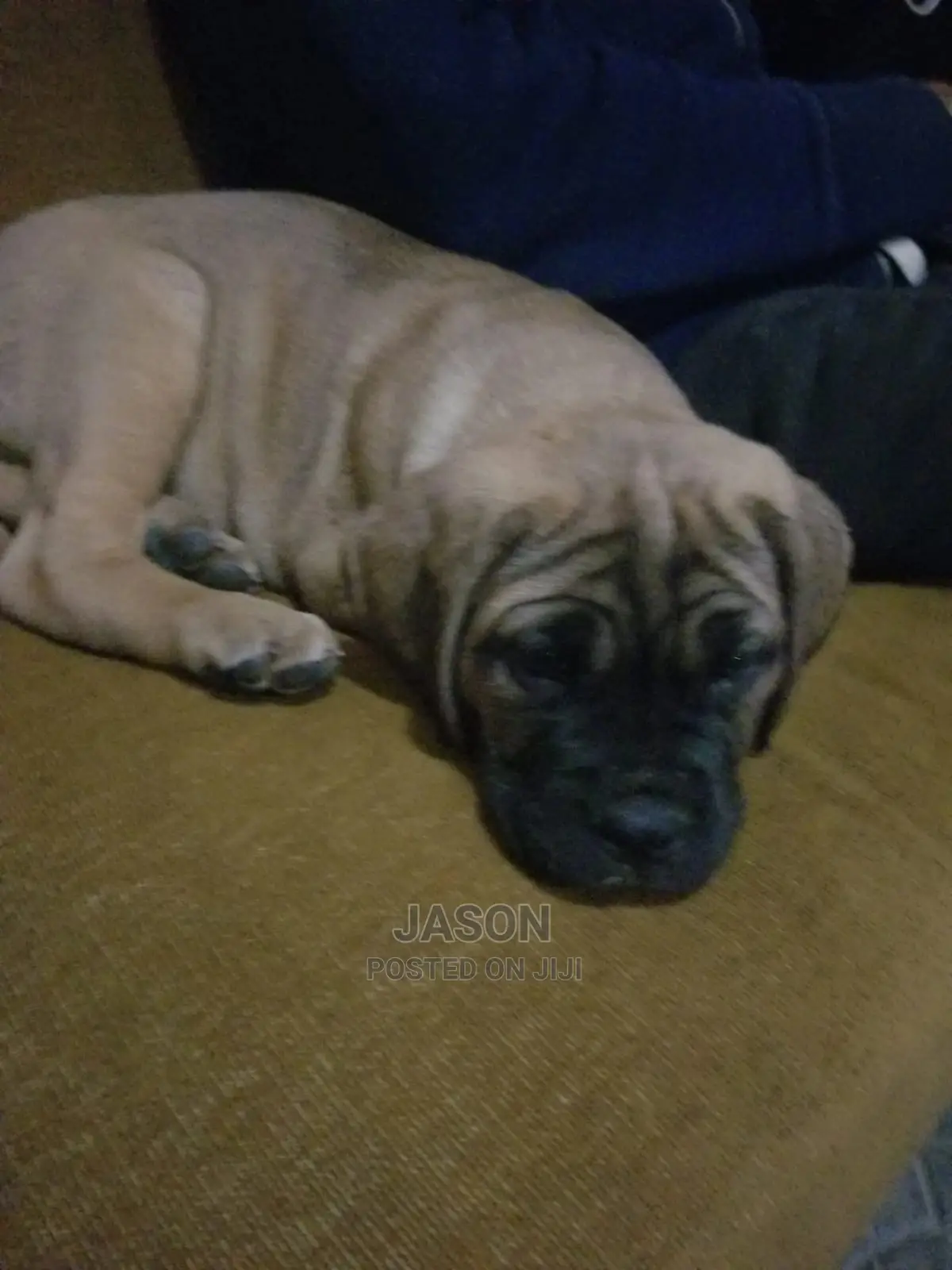1-3 Month Male Purebred Boerboel
