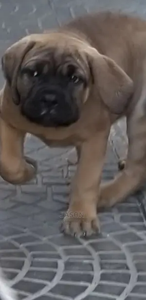 1-3 Month Male Purebred Boerboel