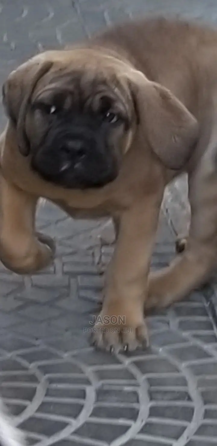 1-3 Month Male Purebred Boerboel