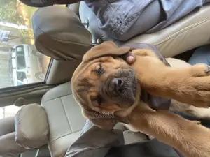1-3 Month Male Purebred Boerboel