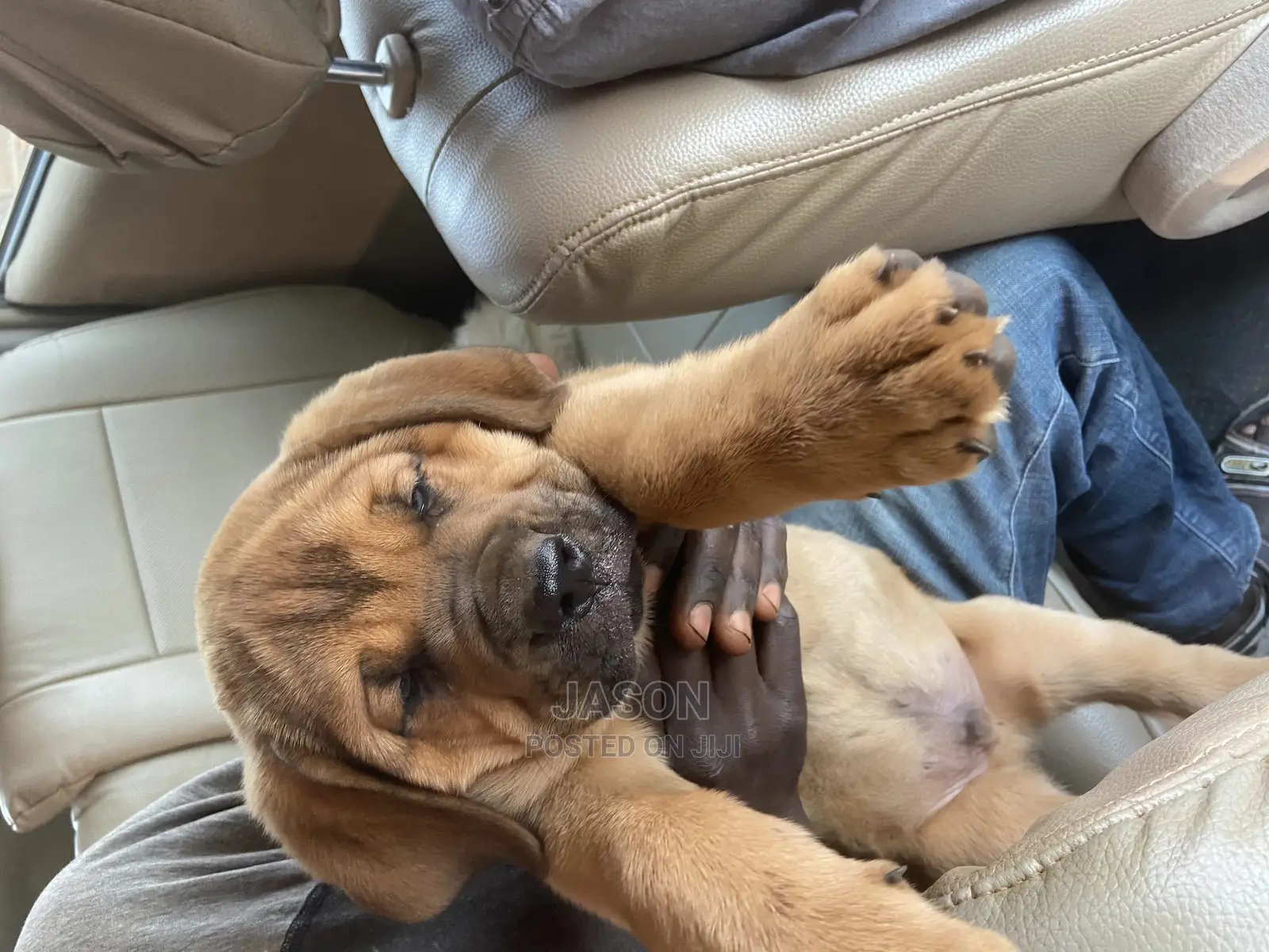 1-3 Month Male Purebred Boerboel