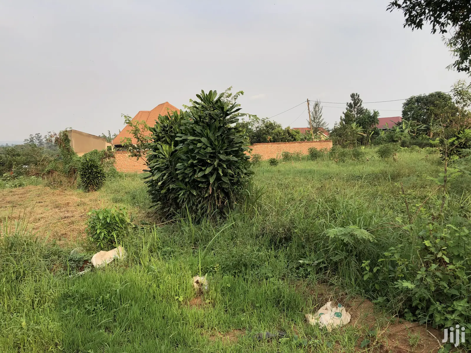 Kira Kimwani Near the Tarmack 25 Dec Plot on Sell