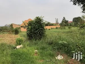 Kira Kimwani Near the Tarmack 25 Dec Plot on Sell