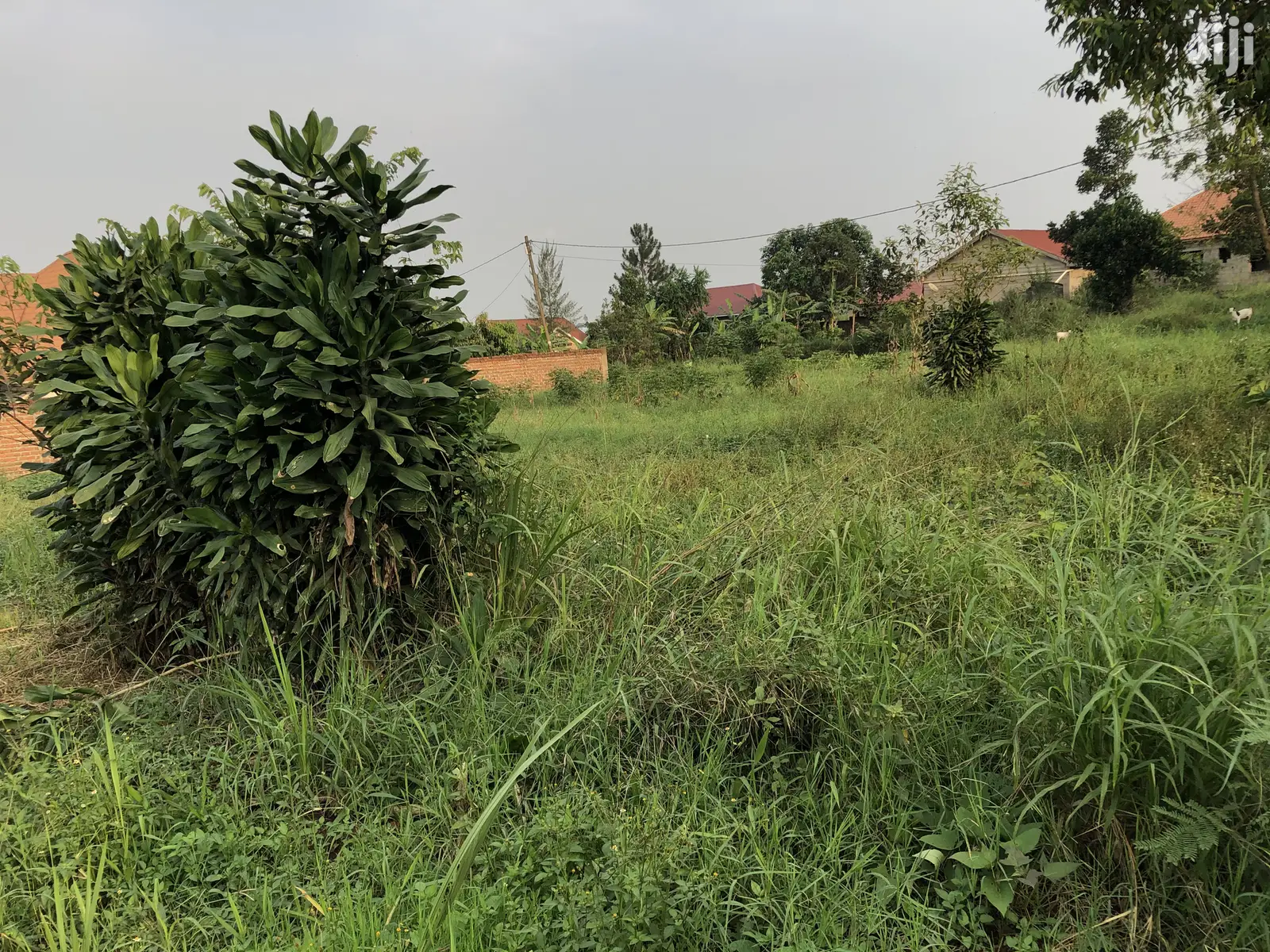 Kira Kimwani Near the Tarmack 25 Dec Plot on Sell