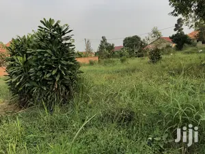 Kira Kimwani Near the Tarmack 25 Dec Plot on Sell