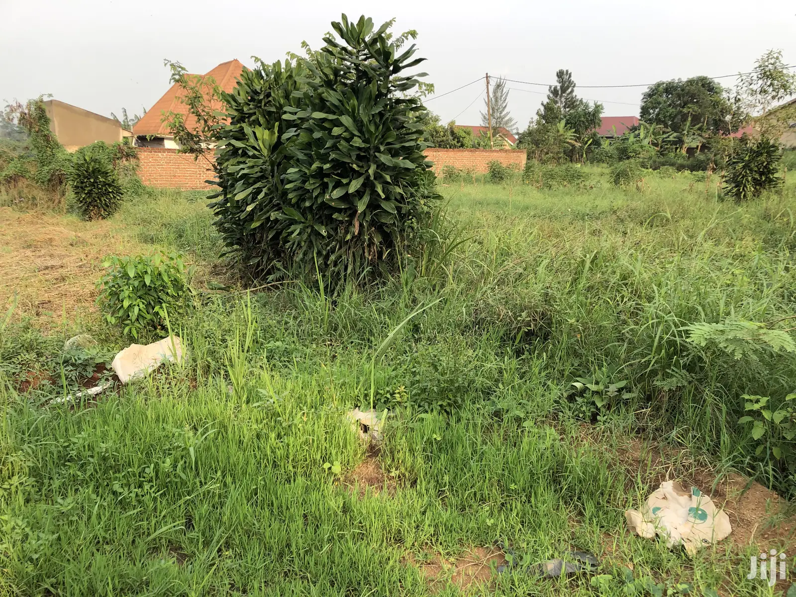 Kira Kimwani Near the Tarmack 25 Dec Plot on Sell