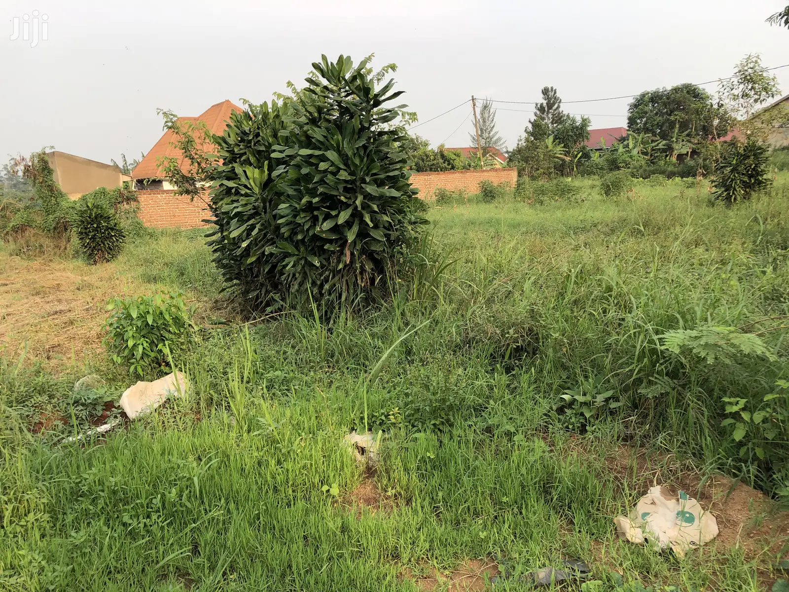 Kira Kimwani Near the Tarmack 25 Dec Plot on Sell