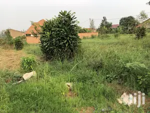 Kira Kimwani Near the Tarmack 25 Dec Plot on Sell
