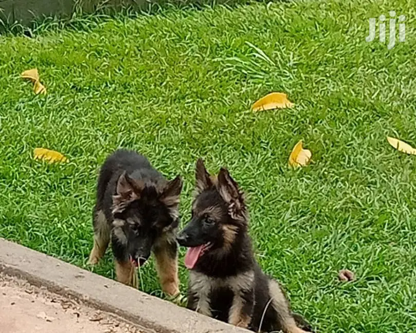 1-3 months Female Purebred German Shepherd