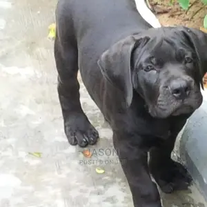 3-6 Month Male Purebred Boerboel