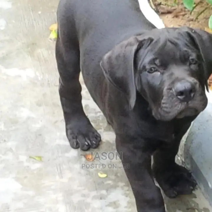 3-6 Month Male Purebred Boerboel