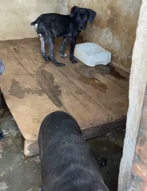 3-6 Month Male Purebred Boerboel