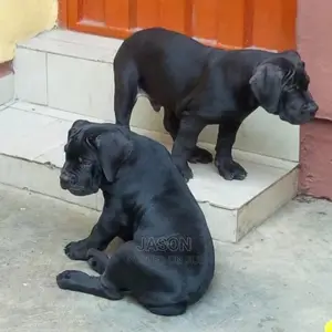 3-6 Month Male Purebred Boerboel