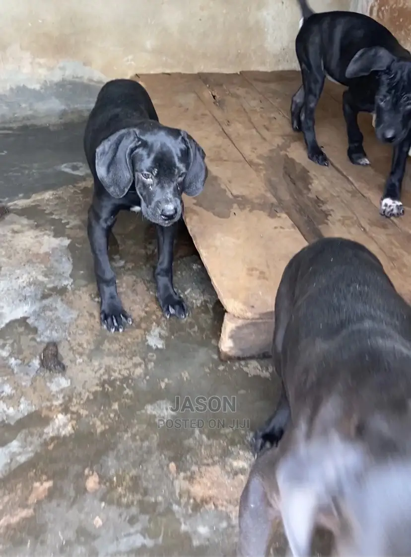 3-6 Month Male Purebred Boerboel