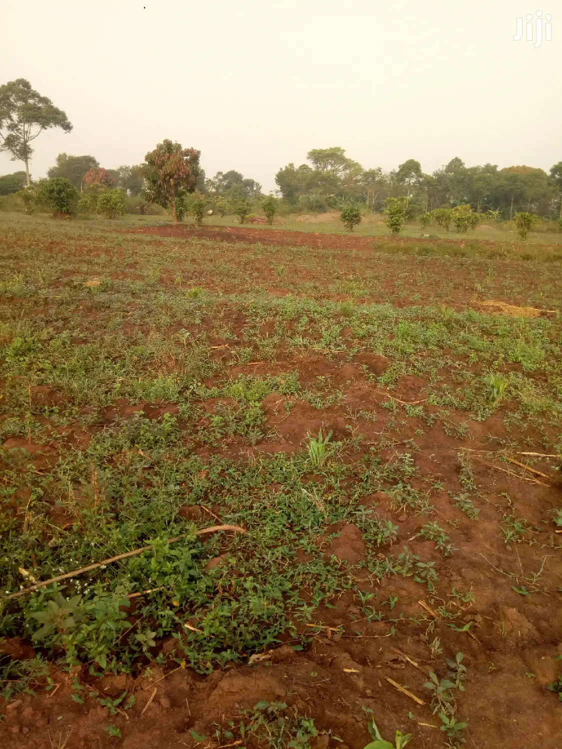 Plots on Sale in Kananage Estate Kamuli Town 50fts by 100 Ft in Kamuli